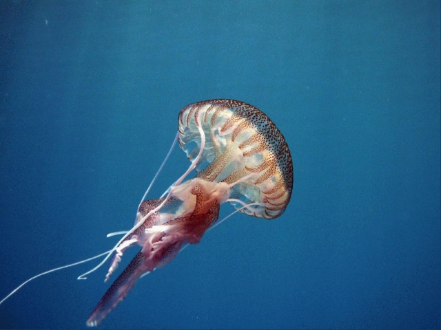  Descubra o mundo Underwater 